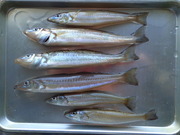 画像(180x135)・拡大画像(480x360)