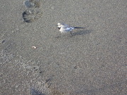 画像(180x135)・拡大画像(480x360)