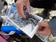 画像(180x135)・拡大画像(480x360)