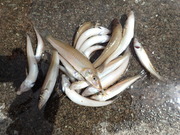 画像(180x135)・拡大画像(480x360)