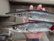 画像(180x135)・拡大画像(480x360)