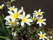 画像(180x135)・拡大画像(480x360)