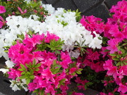 画像(180x135)・拡大画像(480x360)