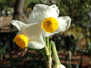 画像(180x135)・拡大画像(480x360)