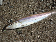 画像(180x135)・拡大画像(480x360)