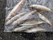 画像(180x135)・拡大画像(480x360)