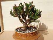 画像(180x135)・拡大画像(480x360)