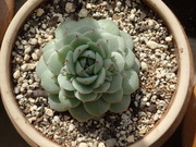 画像(180x135)・拡大画像(480x360)