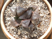 画像(180x135)・拡大画像(480x360)