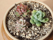 画像(180x135)・拡大画像(480x360)