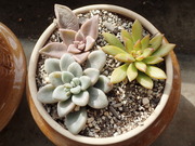 画像(180x135)・拡大画像(480x360)