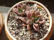 画像(180x135)・拡大画像(480x360)