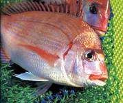 画像(180x150)・拡大画像(300x251)