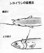 画像(151x180)・拡大画像(167x199)